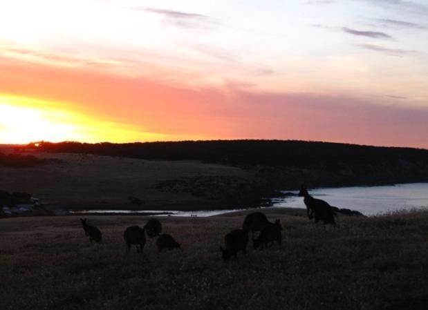 Waves & Wildlife Cottages Kangaroo Island Stokes Bay エクステリア 写真